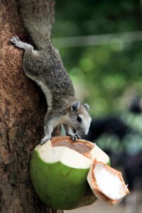 Ayutthaya - Wat Maha That